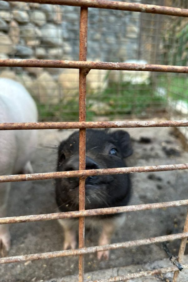 WhatsApp Image 2024-11-08 at 10.49.12_9ef6e570