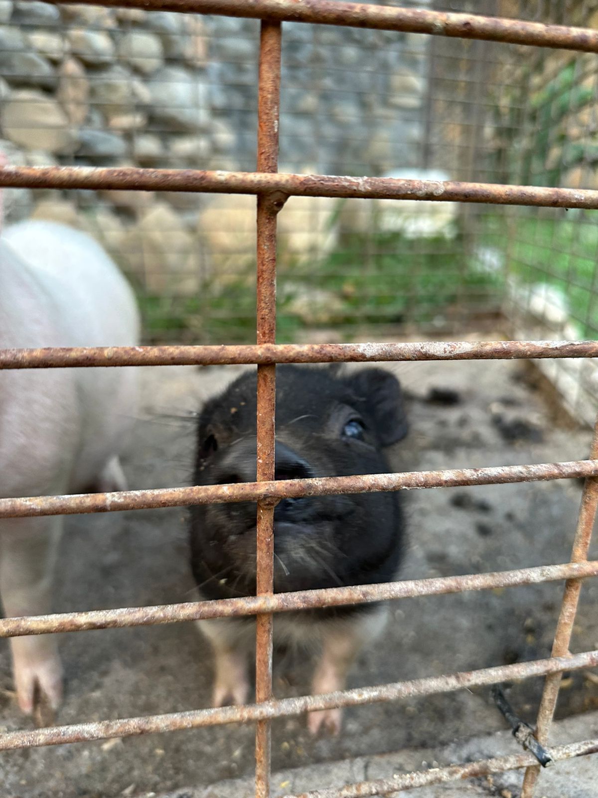 WhatsApp Image 2024-11-08 at 10.49.12_9ef6e570